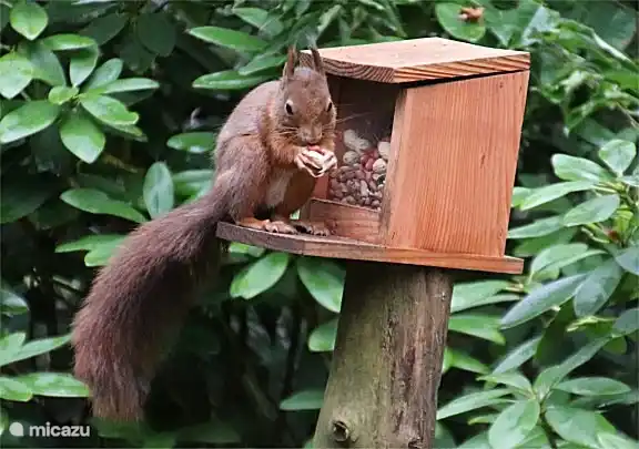 Eekhoorns in de tuin